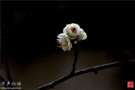 梅花儿开演员表,实力派明星齐聚一堂，演绎感人故事